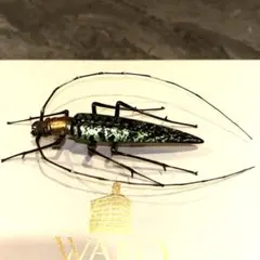 ベネチアングラス　カエル　ヴィットリオ・コスタンティーニ ベネチアングラス カエル ヴィットリオ・コスタンティーニ