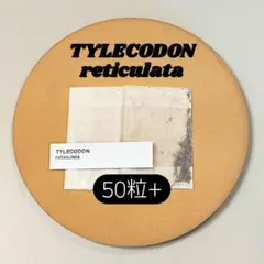 チレコドン レティキュラータ 50粒 原種 実生 ケーレス 種子のサムネイル