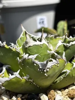 agave titanota 趣味家さんのブツブツ agave titanota 趣味家さんのブツブツ - メルカリ