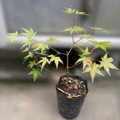 モミジ 苗木 盆栽 庭木のサムネイル