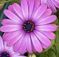 きょんきょん☆プロフ見てね☆様 リクエスト 2点 まとめ商品