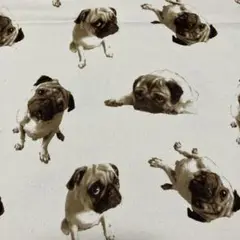 生地　パグ　オックス