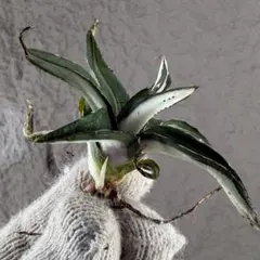 2026年最新】アガベ氷山の人気アイテム - メルカリ