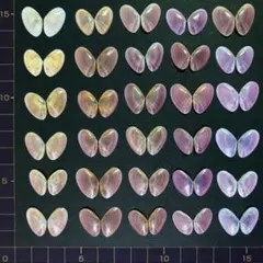 桜貝【合貝】30組(穴無し)③