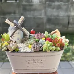 2026年最新】そのまま飾れる多肉植物 寄せ植えの人気アイテム - メルカリ