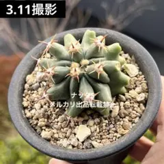 2026年最新】サボテン モンストの人気アイテム - メルカリ