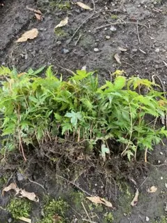 TUGU様 リクエスト 2点 まとめ商品