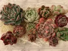 韓国苗　お名前付き♡詰め合わせセットA