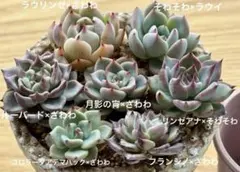 2026年最新】おらいさん青札の人気アイテム - メルカリ