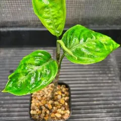 2025年最新】アグラオネマ トリカラーの人気アイテム - メルカリ