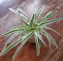 2026年最新】オリヅルラン中斑入りの人気アイテム - メルカリ