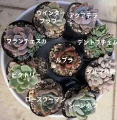 しずくちゃん様 リクエスト 2点 まとめ商品