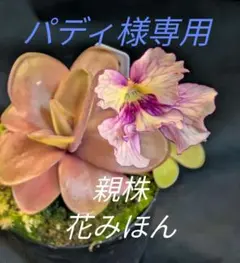 パディ様専用