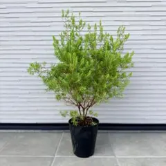 ③*:ஐアカシアの中で最もコンパクトな矮性種*ஐアカシア・苗木