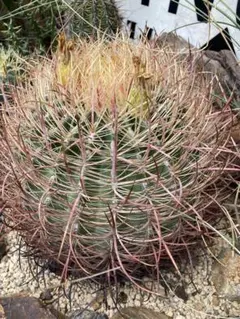 フェロカクタス鯱頭◇ドライガーデン多肉アガベ島ユッカ　サボテン　ロストラータ南国 フェロカクタス鯱頭◇ドライガーデン多肉アガベ島ユッカ