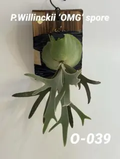 2026年最新】ビカクシダ omgの人気アイテム - メルカリ