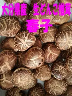 etcさまご予約専用 大分県特産 生どんこ椎茸「春子」ダブル