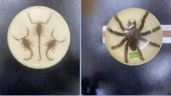 2026年最新】タランチュラ標本の人気アイテム - メルカリ