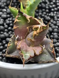 2026年最新】アガベ シーザー 子株の人気アイテム - メルカリ