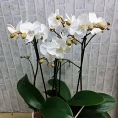 胡蝶蘭 希少種 月の雫 現品発送 - メルカリ