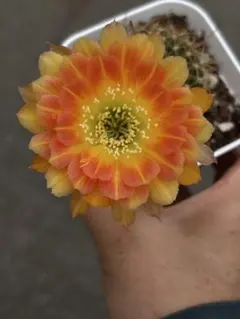 綴化】 多肉植物 花サボテン ロビビア属 L-29 - メルカリ