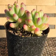 no.115【❤乙女心❤】　　　　　　　　根っこ付き♪多肉植物