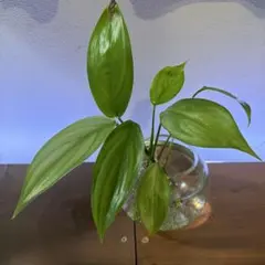 【画像現物】 ヤマサキカズラ（水上葉・カット苗）　1株のサムネイル