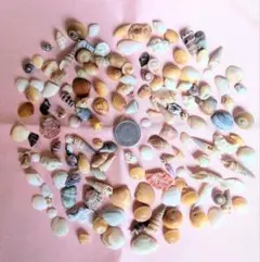 多様な貝殻セット 100個以上