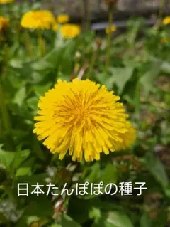 2026年最新】タンポポ 苗の人気アイテム - メルカリ