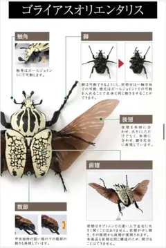 2026年最新】ゴライアスオリエンタリスの人気アイテム - メルカリ