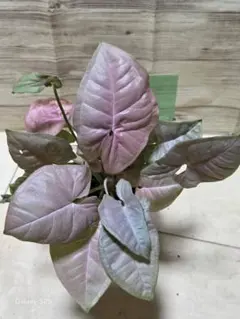 観葉植物　シンゴンニユム　ピンク　ネオンのサムネイル