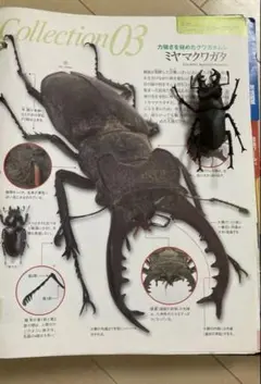 デアゴスティーニ 世界の昆虫フィギュアコレクション ミヤマクワガタ
