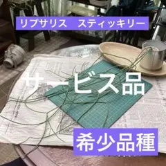 リプサリス　スティッキリー　超ロング苗❣️希少品種のサムネイル