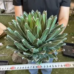 O*u様 93 アガベ 笹の雪 大株 大迫力 極上美株 特大サイズ - メルカリ