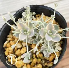 Yuki様 リクエスト 2点 まとめ商品