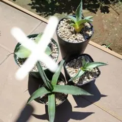 2025年最新】フェロックス シャークスキンの人気アイテム - メルカリ