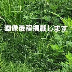 たか様専用出品です 行者ニンニク苗 29日発送予定 - メルカリ