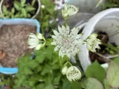 (イ) アストランティア アルバ白　花付きのサムネイル