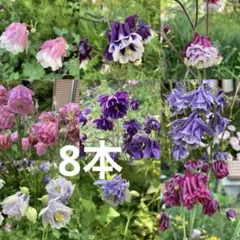 西洋オダマキ 8苗 - メルカリ