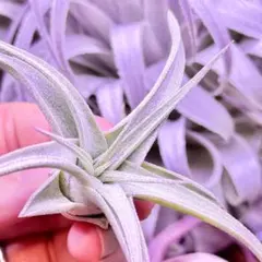 Tillandsia chapeuensis 実生 ブラジル原産チャペウエンシス - メルカリ