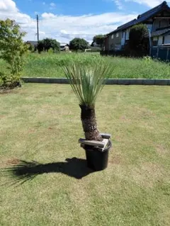 ドラセナドラコ観葉植物 鉢植え 引き取り限定2メーター 激安です