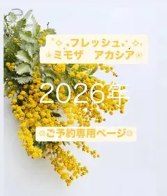 【☺︎2026年予約☺︎】フレッシュ　ミモザ　アカシア 蕾 ドライフラワー 花材