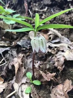 カズナ様 リクエスト 2点 まとめ商品