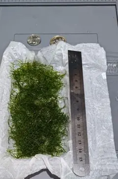 ゆうひ様専用 コスパ超圧倒的！中入り　プレミアムモス　無農薬