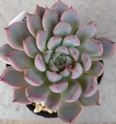 一時中止中☆　多肉植物　エケベリア　ピンクムーンライト　大きめサイズ　カット苗 2025年最新】ピンクムーン 多肉の人気アイテム - メルカリ