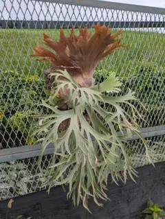 P.willinckii ' 月光爪哇 ' OC - メルカリ