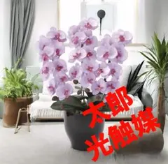 光触媒　人工観葉植物　ウォールグリーン　フェイクグリーン 胡蝶蘭セリースL