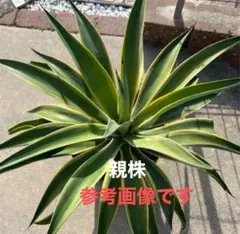ユッカ グロリオサ引き取り限定 - メルカリ