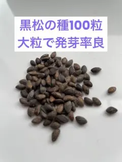 2026年最新】黒松 種の人気アイテム - メルカリ