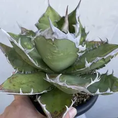 2025年最新】オアハカ 子株の人気アイテム - メルカリ